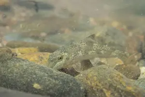 River Ecosystem Prints: Northern hogsucker foraging on a riverbed