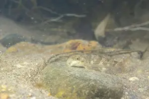 River Ecosystem Prints: Northern hogsucker foraging on a riverbed