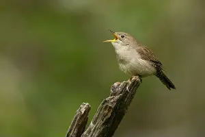 Troglodytidae Prints: Northern House Wren in oak forest, Sacramento County California