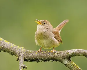 Troglodytidae Prints: Northern House Wren in oak forest, Sacramento County California