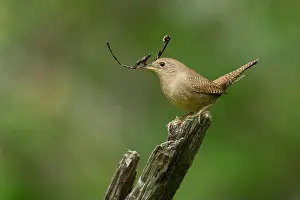 Troglodytidae Prints: Northern House Wren in oak forest, Sacramento County California