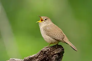 Troglodytidae Prints: Northern House Wren in oak forest, Sacramento County California