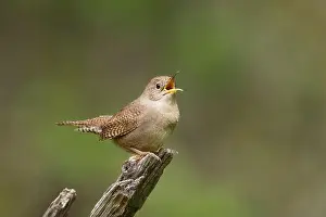 Troglodytidae Prints: Northern House Wren in oak forest, Sacramento County California