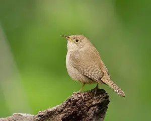 Troglodytidae Prints: Northern House Wren, Sacramento County California