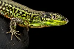 Podarcis Prints: Northern Italian Wall Lizard (Podarcis siculus campestris)