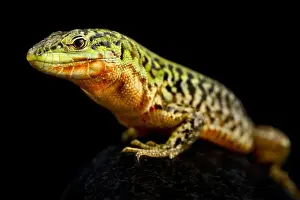Podarcis Prints: Northern Italian wall lizard (Podarcis siculus campestris)