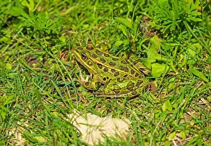 Ecotravel Prints: Northern Leopard Frog Hiding in The Grass in the Trempealeau National Wildlife Refuge in Wisconsin