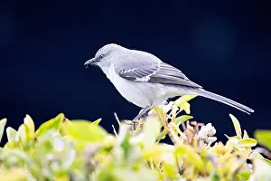 Long Beach Prints: Northern Mockingbird (Mimus polyglottos) with berry