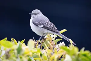Long Beach Prints: Northern Mockingbird (Mimus polyglottos) perched in a shrub and with a dark background