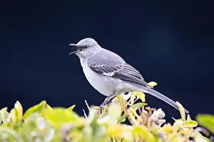 Long Beach Prints: Northern Mockingbird (Mimus polyglottos) perched in a shrub and with a dark background