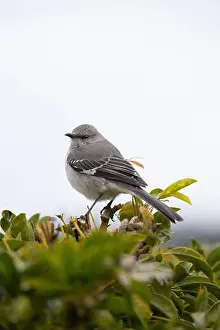 Long Beach Prints: Northern Mockingbird (Mimus polyglottos) perched in a shrub and with a light background