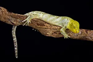 Solomon Prints: Northern monkey-tailed skink (Corucia zebrata alfredschmidti)