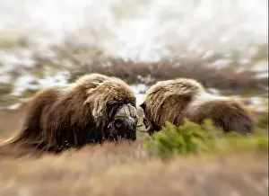 Moschatus Prints: Northern muskox in winter mountains