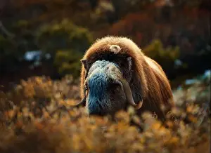 Moschatus Prints: Northern muskox in winter mountains
