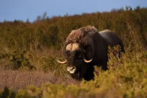 Moschatus Prints: Northern muskox in winter mountains