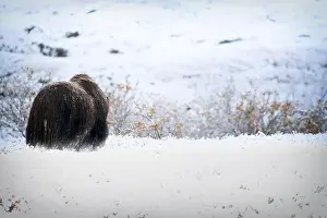 Moschatus Prints: Northern muskox in winter mountains