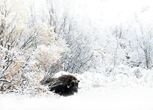 Moschatus Prints: Northern muskox in winter mountains