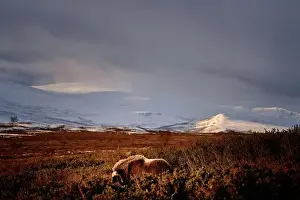 Moschatus Prints: Northern muskox in winter mountains