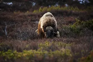 Moschatus Prints: Northern muskox in winter mountains