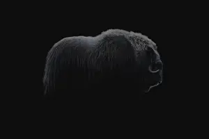 Moschatus Prints: Northern muskox in winter mountains