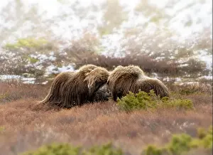 Musk Prints: Northern muskox in winter mountains
