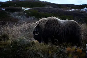 Musk Prints: Northern muskox in winter mountains