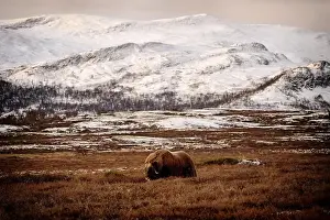Musk Prints: Northern muskox in winter mountains
