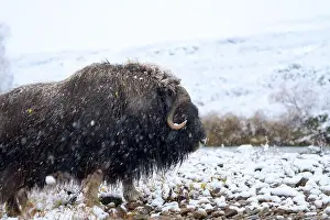 Musk Prints: Northern muskox in winter mountains