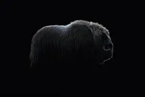 Musk Prints: Northern muskox in winter mountains