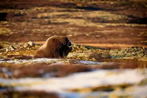 Musk Prints: Northern muskox in winter mountains