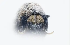Musk Prints: Northern muskox in winter mountains