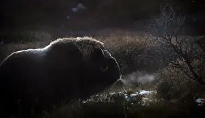 Musk Prints: Northern muskox in winter mountains