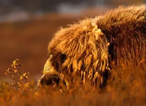 Musk Prints: Northern muskox in winter mountains