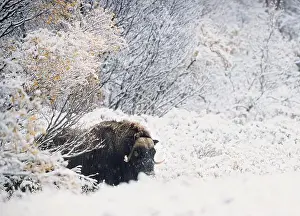 Musk Prints: Northern muskox in winter mountains