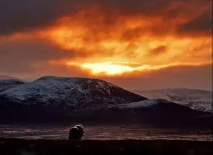 Musk Prints: Northern muskox in winter mountains