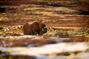 Musk Prints: Northern muskox in winter mountains