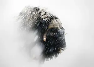 Musk Prints: Northern muskox in winter mountains