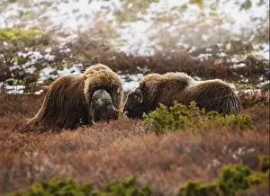 Musk Prints: Northern muskox in winter mountains