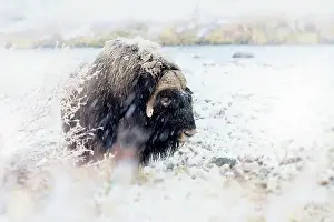 Musk Prints: Northern muskox in winter mountains