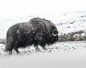 Musk Prints: Northern muskox in winter mountains