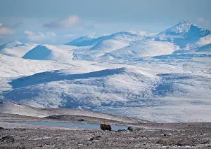Musk Prints: Northern muskox in winter mountains