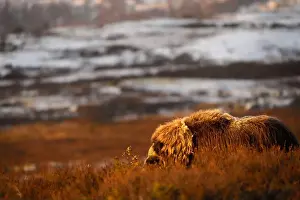 Musk Prints: Northern muskox in winter mountains