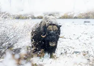 Musk Prints: Northern muskox in winter mountains