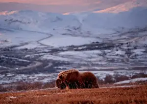 Musk Prints: Northern muskox in winter mountains
