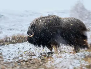 Musk Prints: Northern muskox in winter mountains