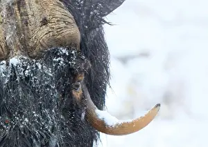 Musk Prints: Northern muskox in winter mountains