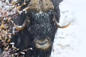 Musk Prints: Northern muskox in winter mountains