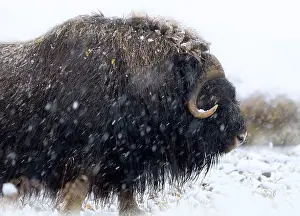 Musk Prints: Northern muskox in winter mountains
