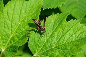 Northern Paper Wasp on Leaf in Summer