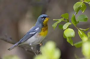 Catching Prints: Northern Parula warbler catching insects on a branch in spring in Ottawa, Canada